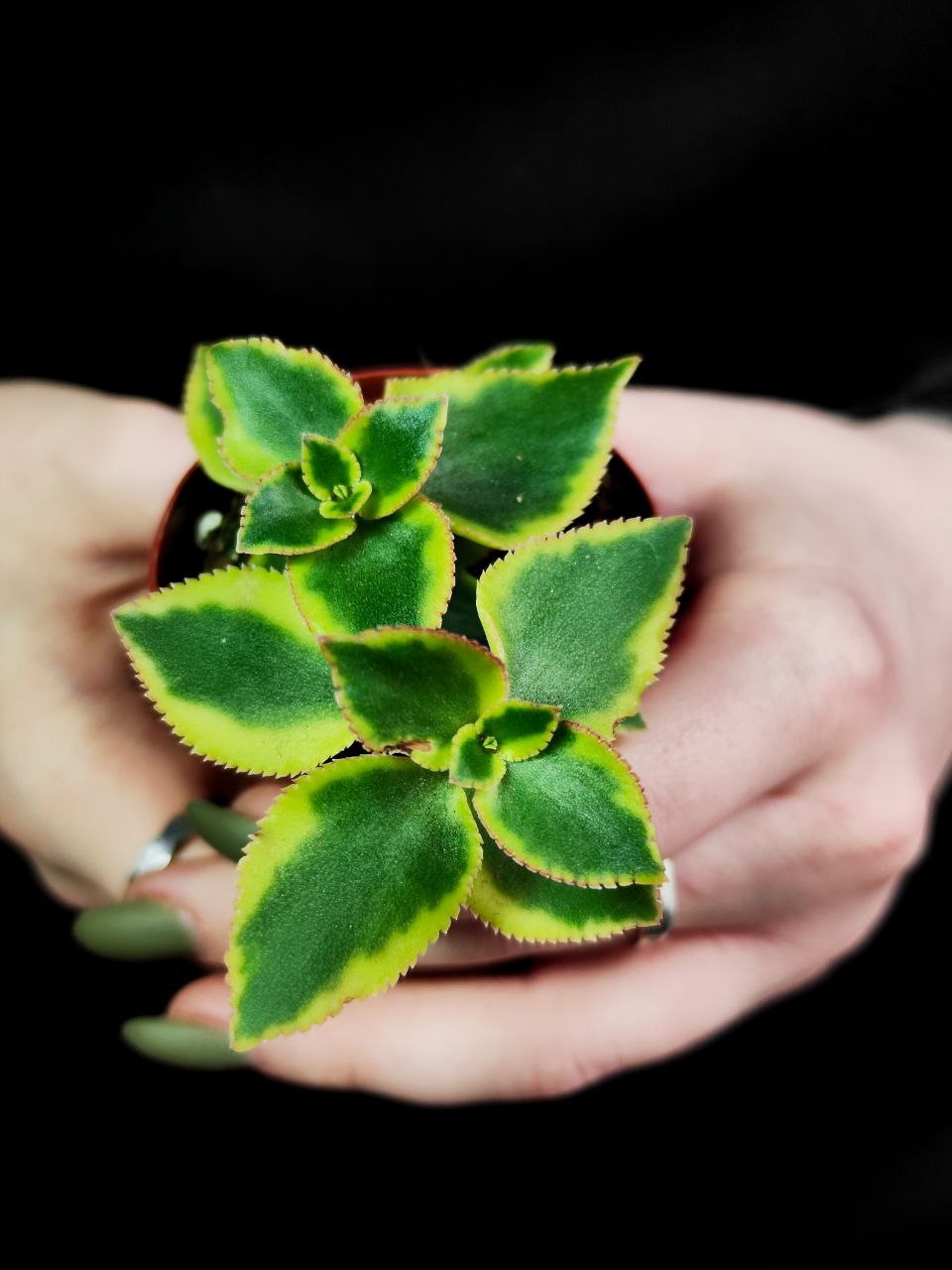 Крассула Сарментоза (Crassula Sarmentosa) D5см