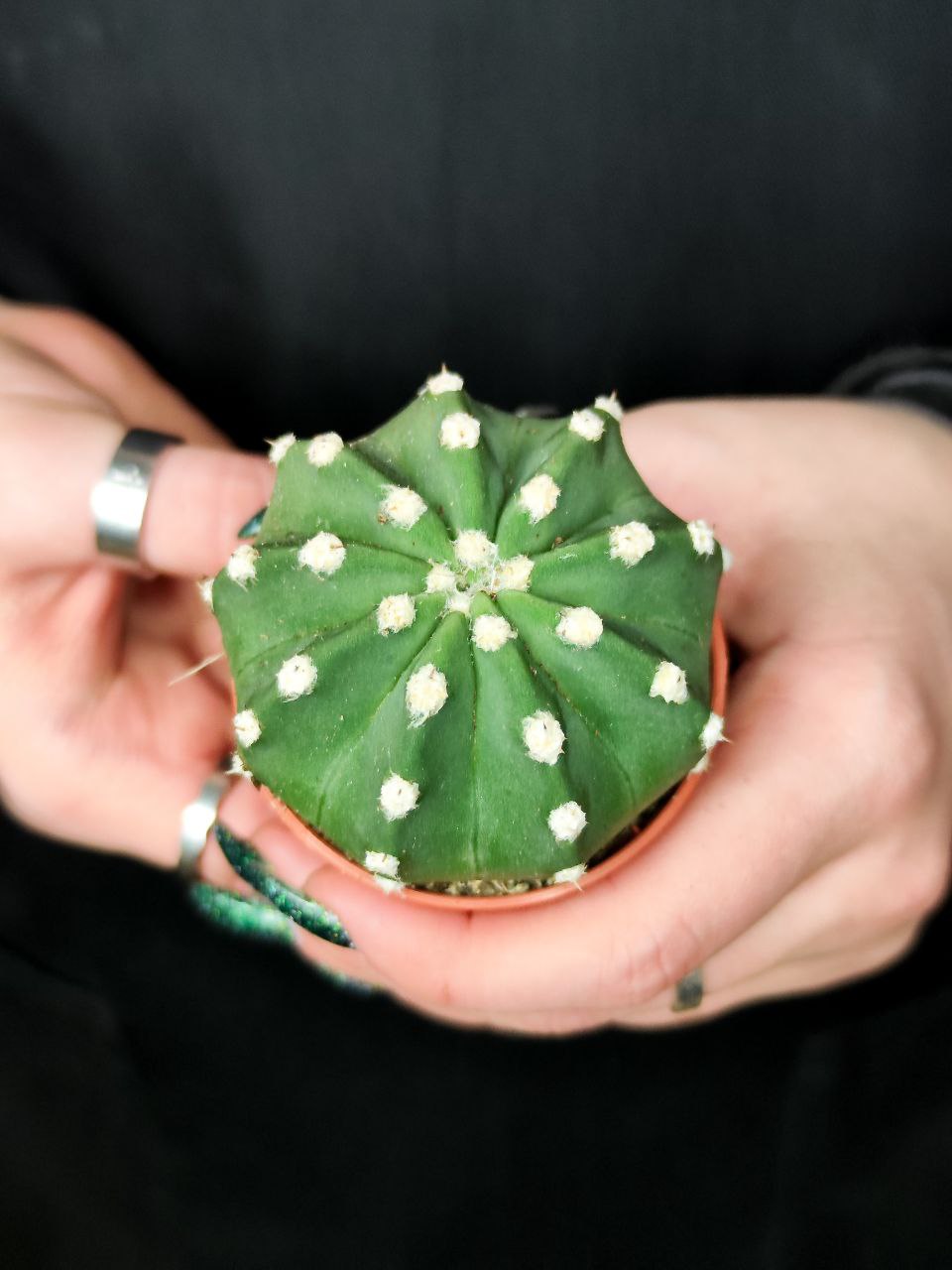 Кактус Эхинопсис Денудатум, одиночный (Echinopsis Denudatum) D5см