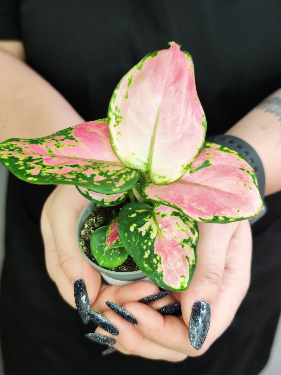 Аглаонема Красный Циркон (Aglaonema Red Zirkon) D6см