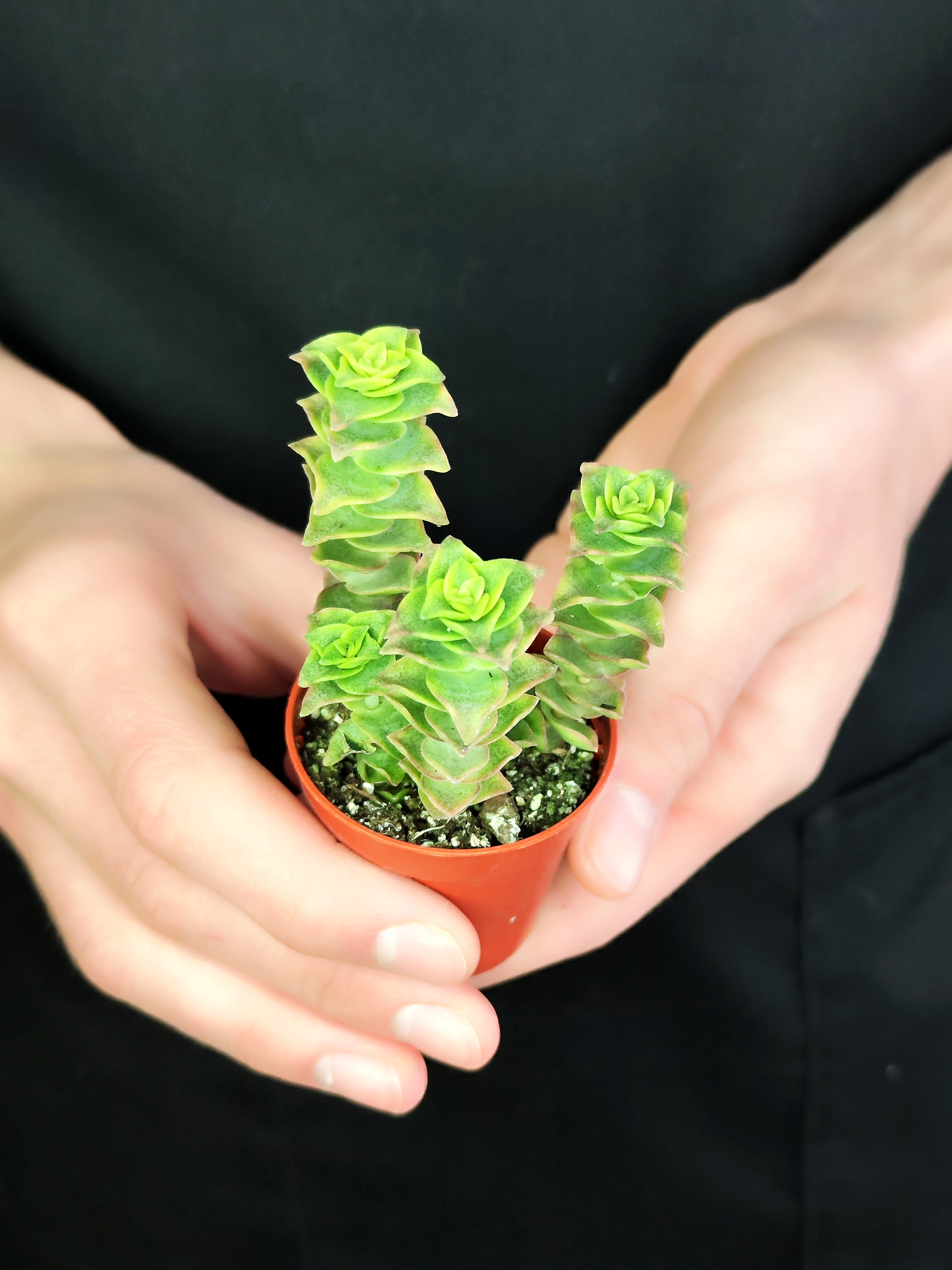 Крассула Перфората Недовариегата (Сrassula Perforata Variegata) D5см