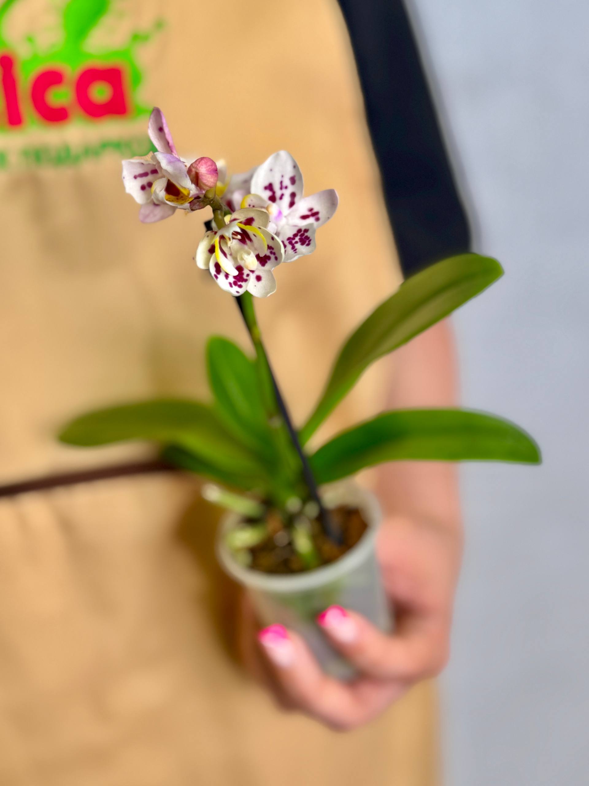 Фаленопсис Келлион (Phalaenopsis Kellion) D6см