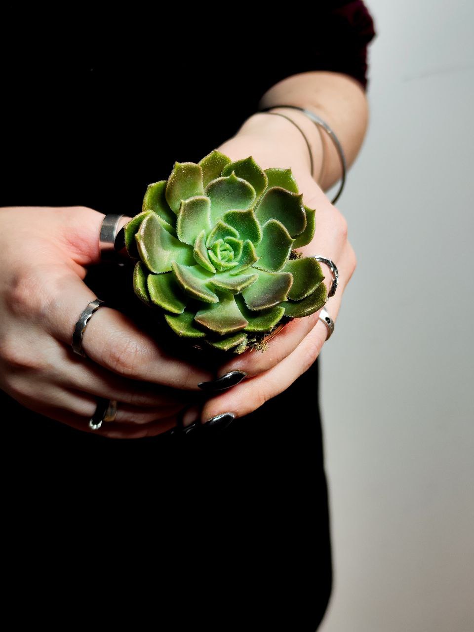 Эхеверия Браун Роуз (Echeveria Brown Rose) D5см