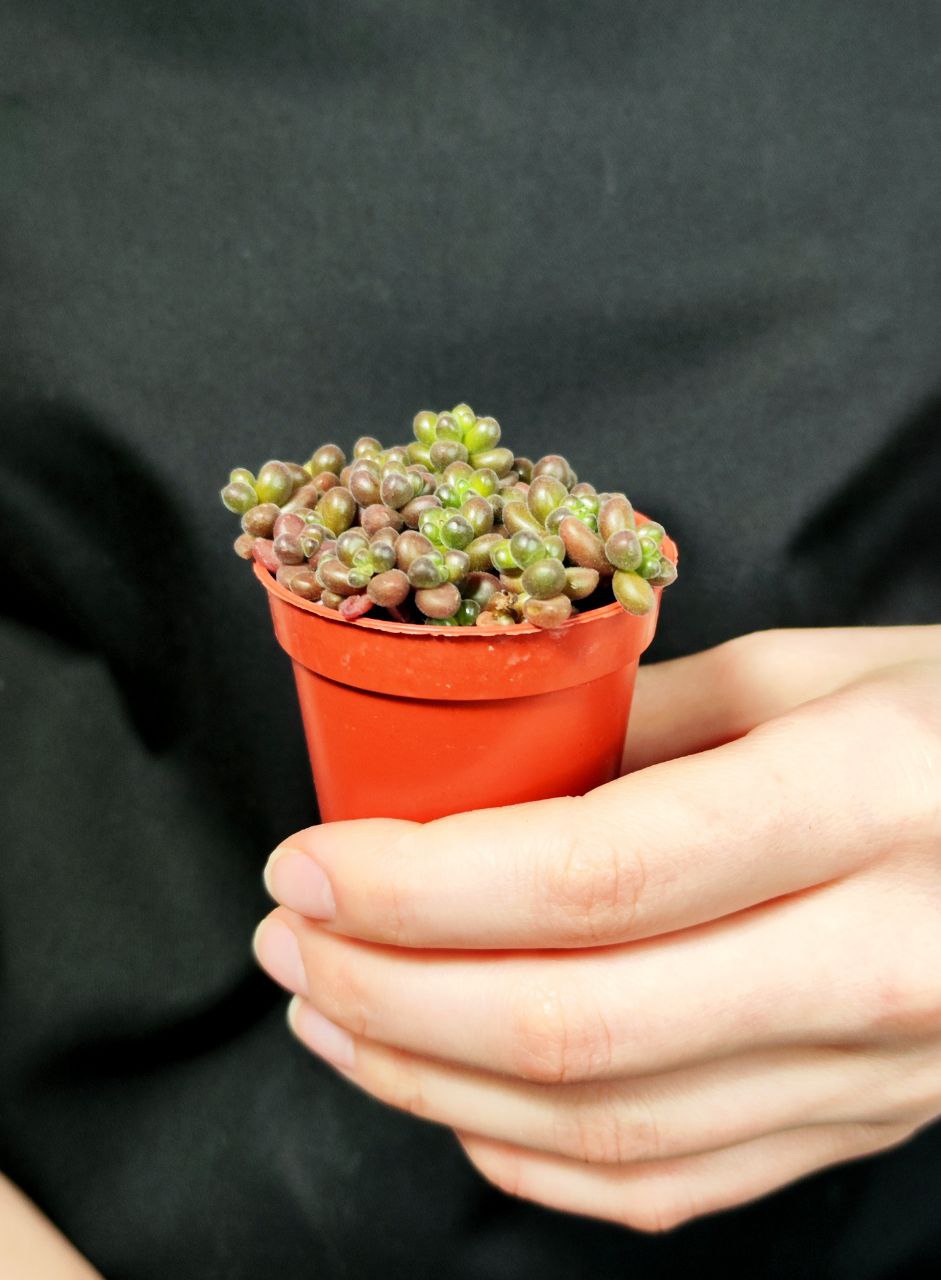 Седум Сталя Мини (Sedum Stahlii) D5см