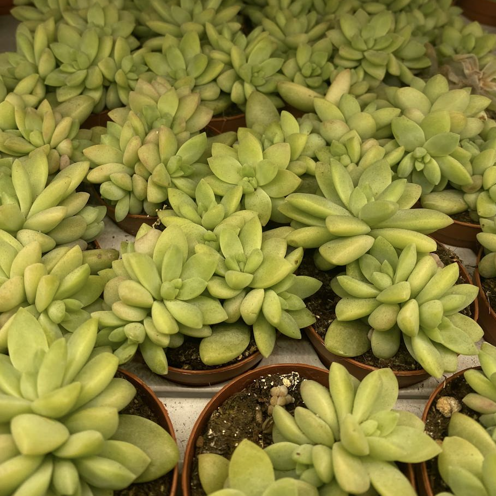Седум Блю Бразил (Sedum Blue Brazil) D5см