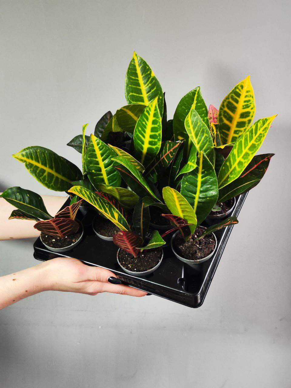 Кодиеум Петра (Codiaeum Petra) D6см
