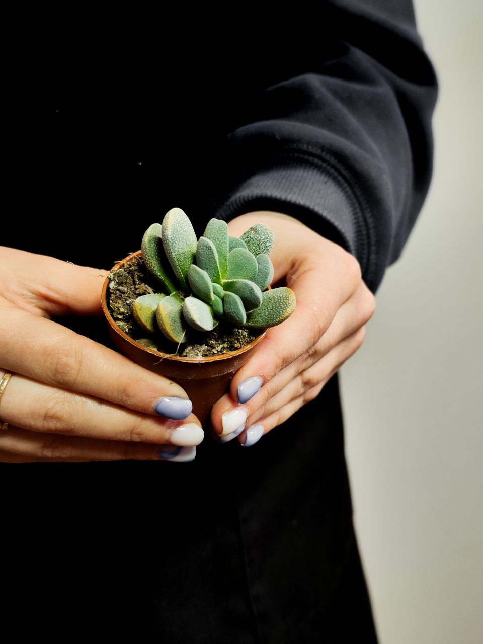 Крассула Текта (Crassula Tecta) D5см