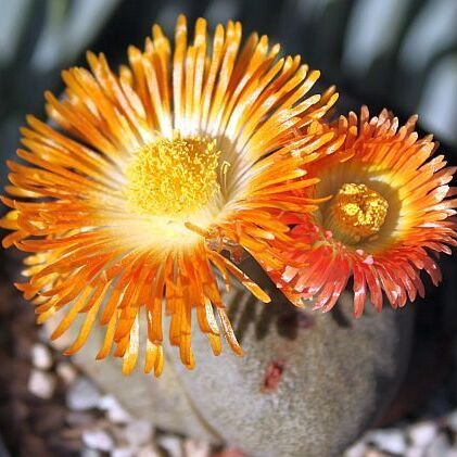 Плейоспилос Нелли Грин (Pleiospilos Nelii Green) D8см