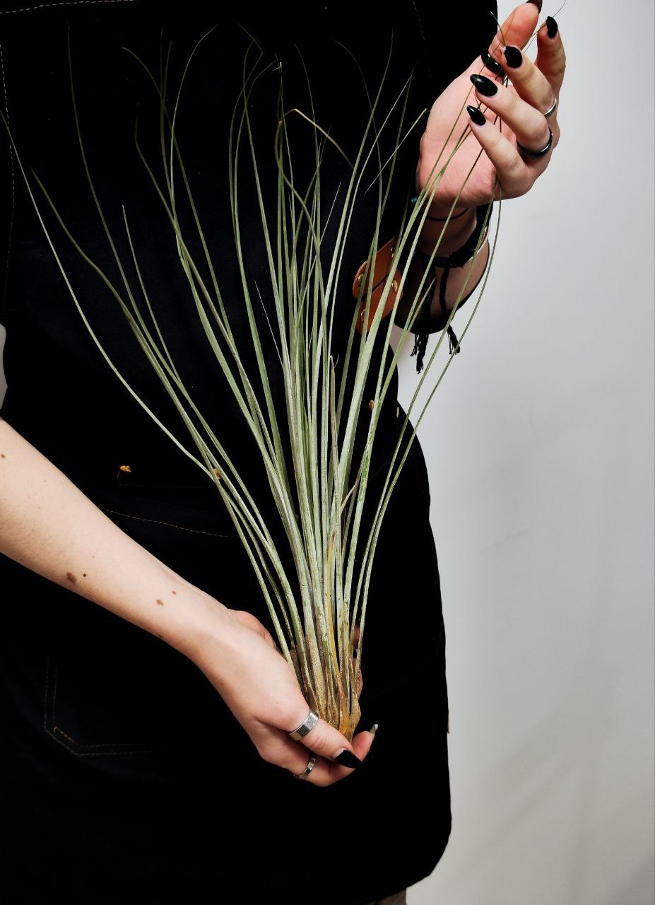 Тилландсия Ситниковая XL (Tillandsia Juncea)