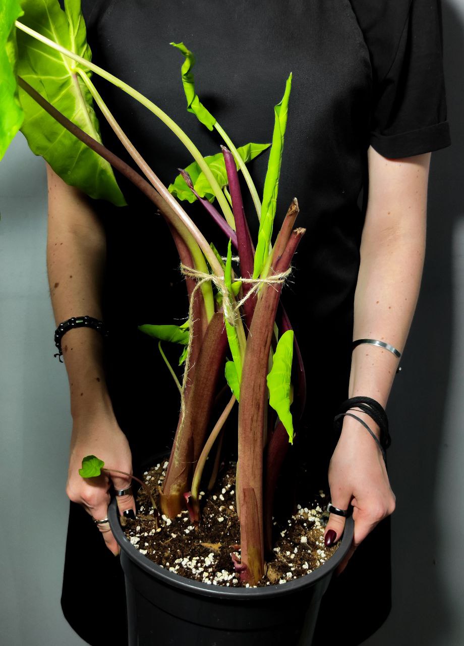 Колоказия Редемпшн (Colocasia Redemption) D21см (КЛУБНИ)