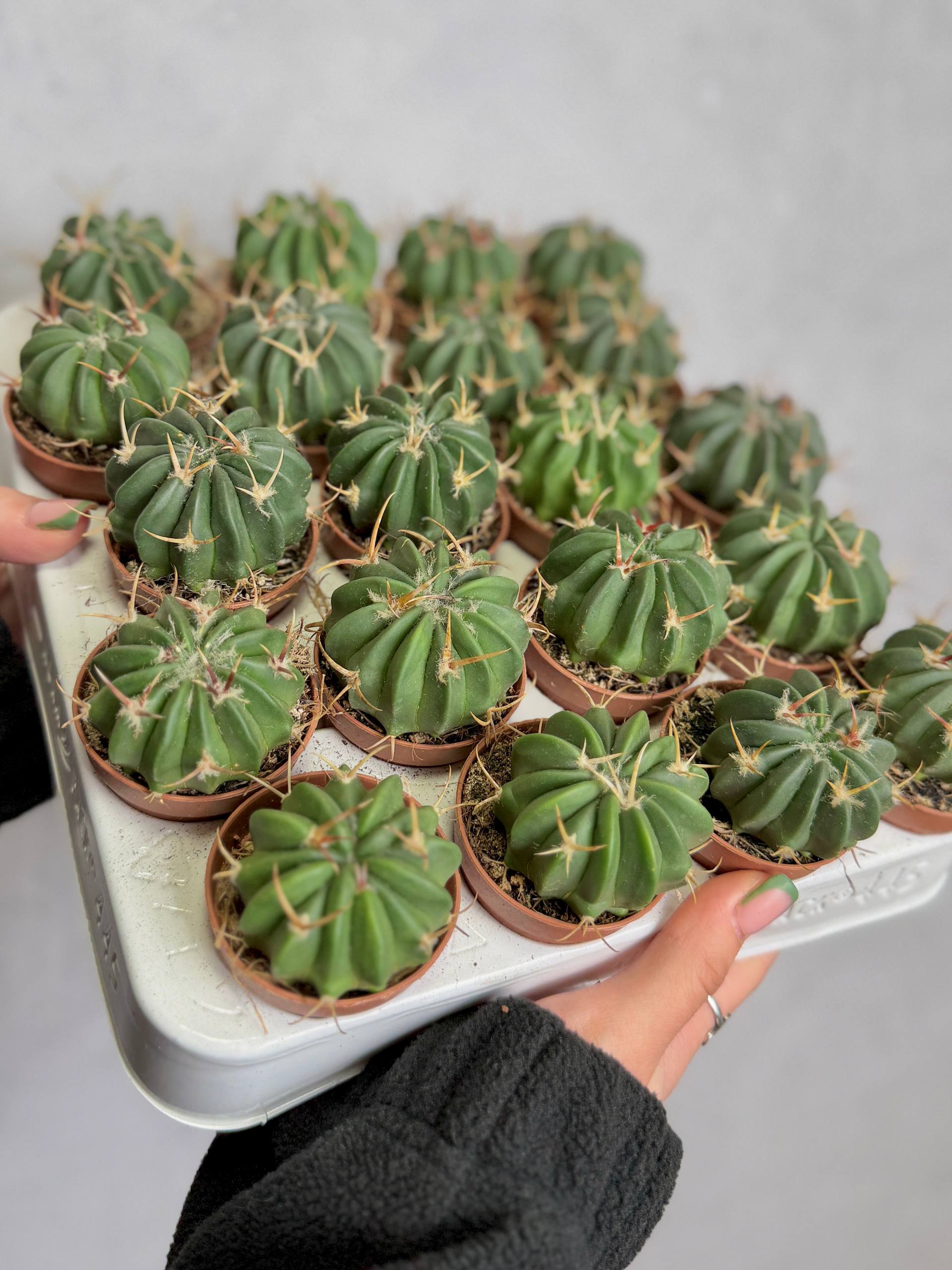 Стенокактус Коптоногонус, или Прерывистореберный (Stenocactus Comptonogonus) D5см