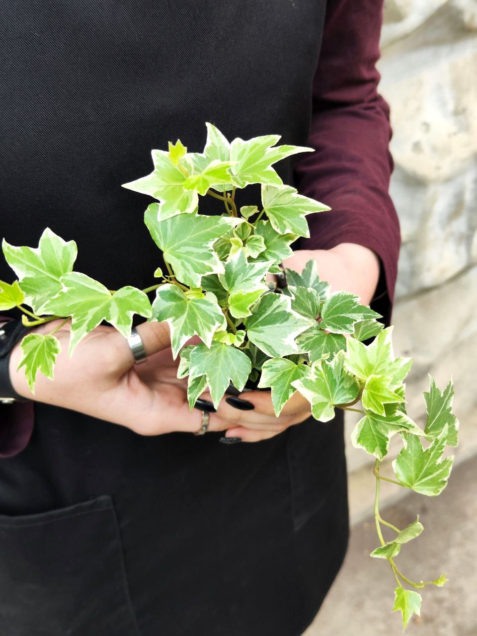 Хедера Хеликс Вариегата, Плющ (Hedera Helix Variegata) D6см