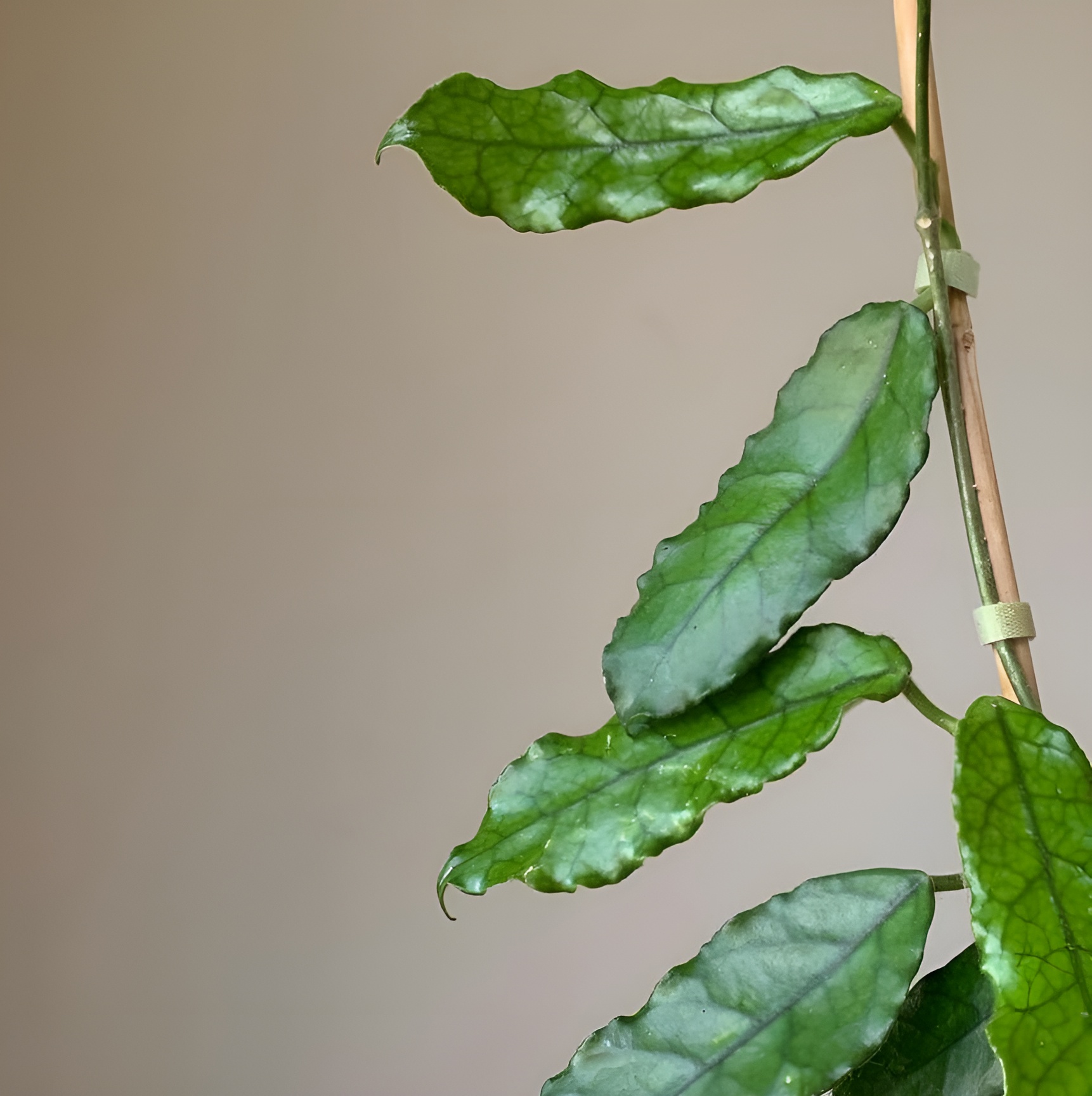 Хойя Виллоза (Hoya Villosa) D10см