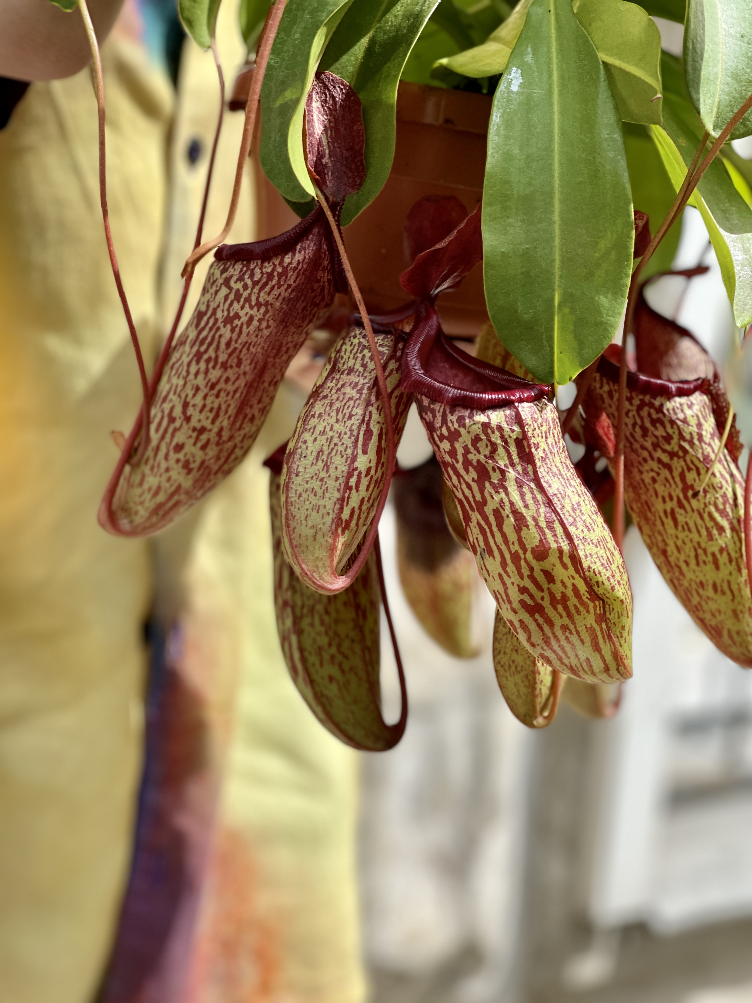 Непентес Сэм (Nepenthes Sam) D14см
