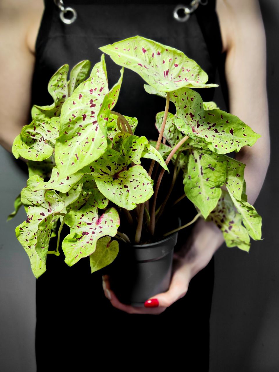 Каладиум Мисс Муффет (Caladium Miss Muffet) D12см