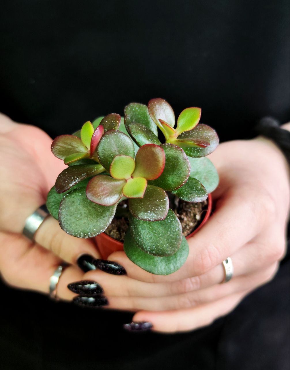 Крассула Овата Минор (Crassula Ovata Minor) D5см