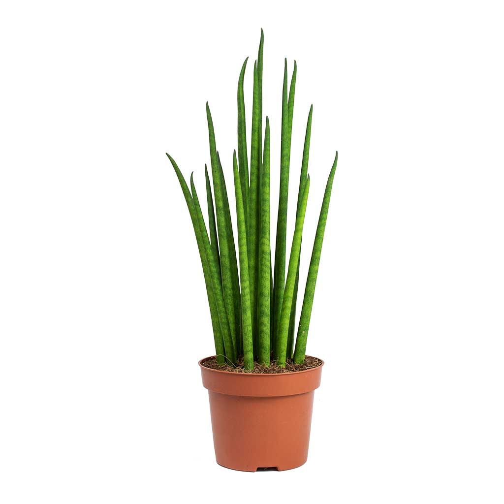 Сансевиерия Бакуларис Микадо (Sansevieria Bacularis Mikado) D6см