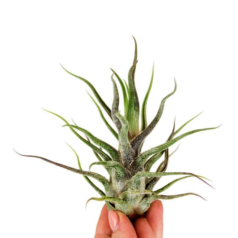 Тилландсия Пруиноса (Tillandsia Pruinosa)