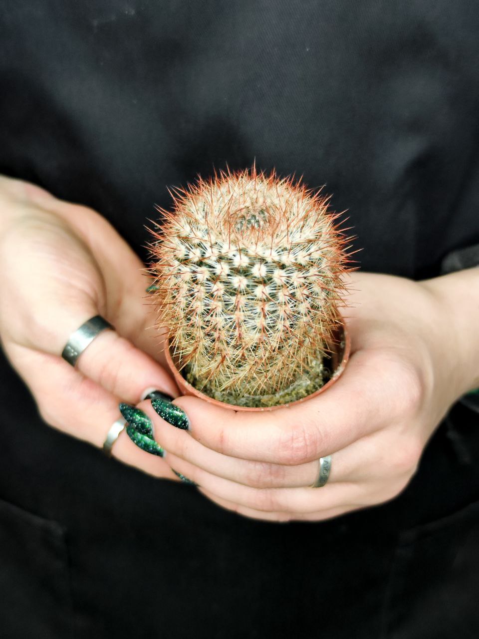 Нотокактус Шлоссера (Notocactus Schlosseri) D5см