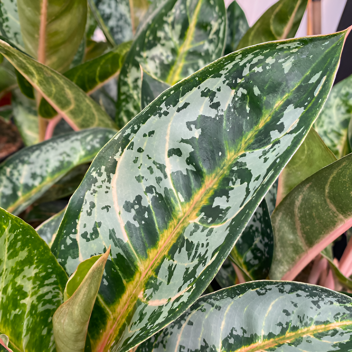 Аглаонема Оранж Флейм (Aglaonema Orange Flame) D12см