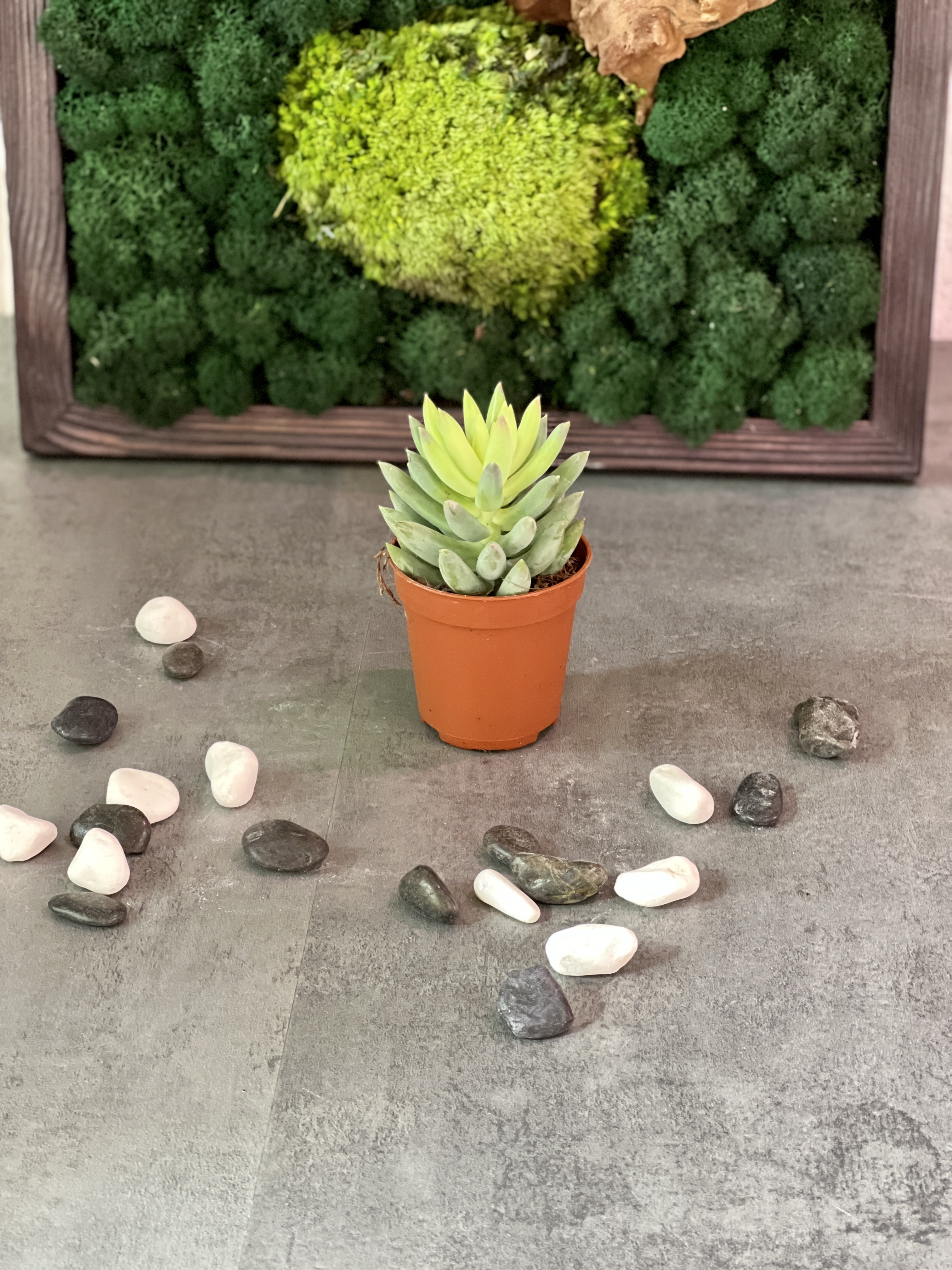 Седум Моргана Магнум (Sedum Morganianum) D5см