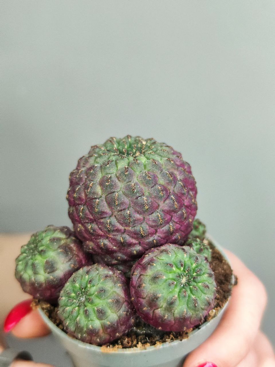 Сулькоребуция Рауша Фиолетовая (Sulcorebutia Rauschii Violet) D5см