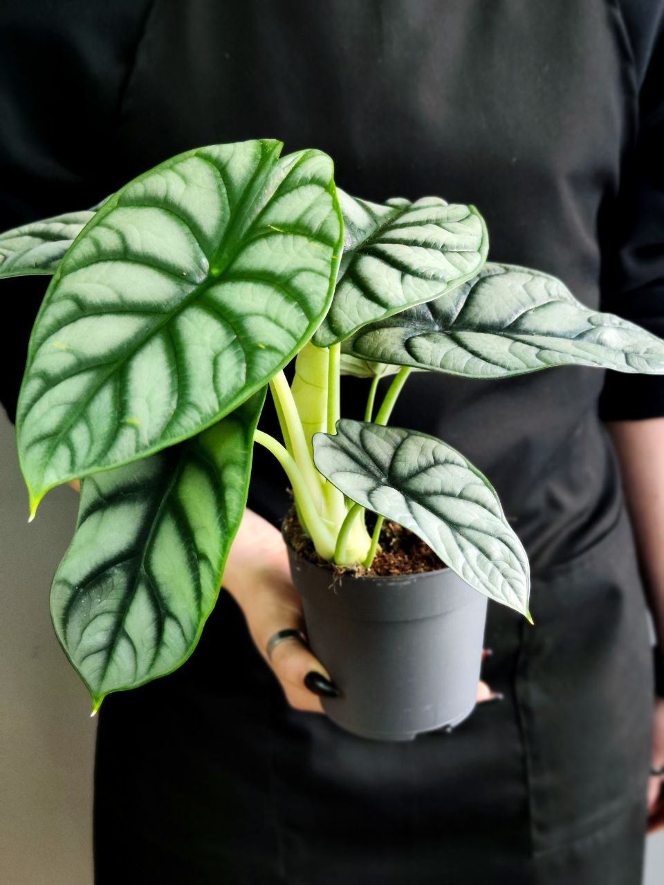 Алоказия Сильвер Драгон (Alocasia Silver Dragon) D11см