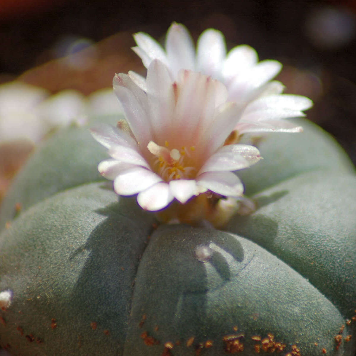 Кактус Лофофора Уильямса (Lophophora Williamsii) D5см