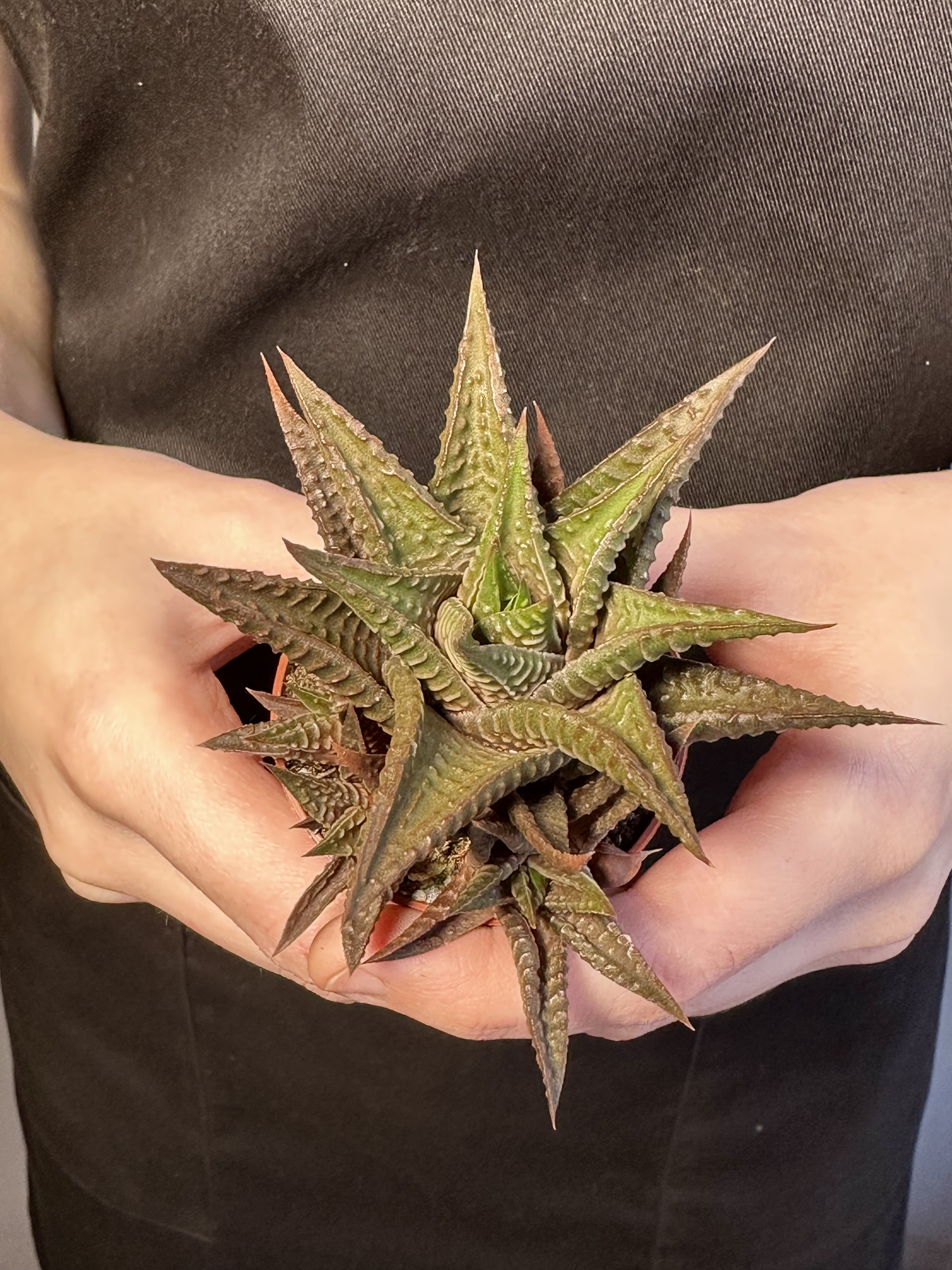 Хавортия Лимифолия (Haworthia Limifolia) D5см