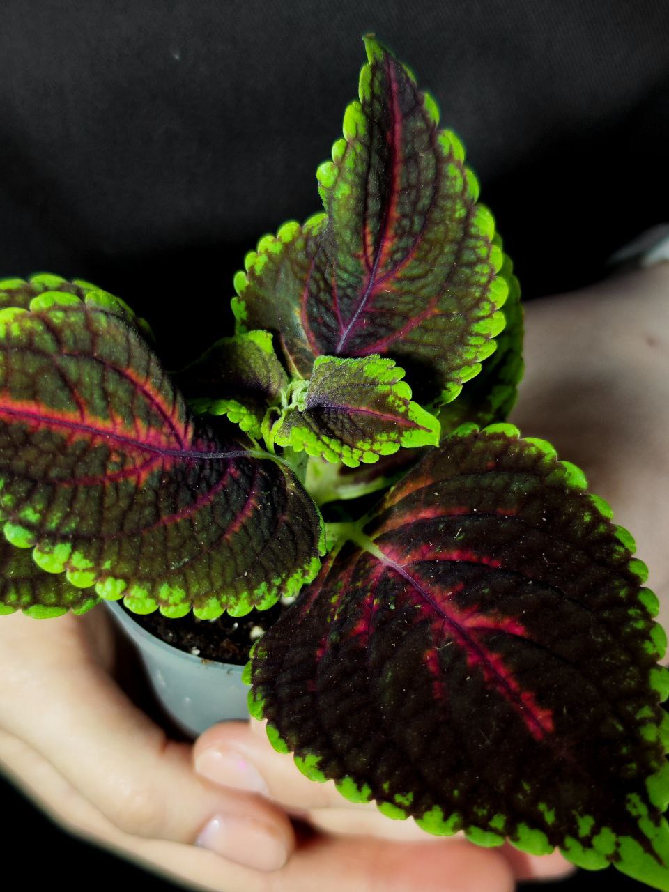 Колеус Спейскейк (Coleus Spacecake) D6см