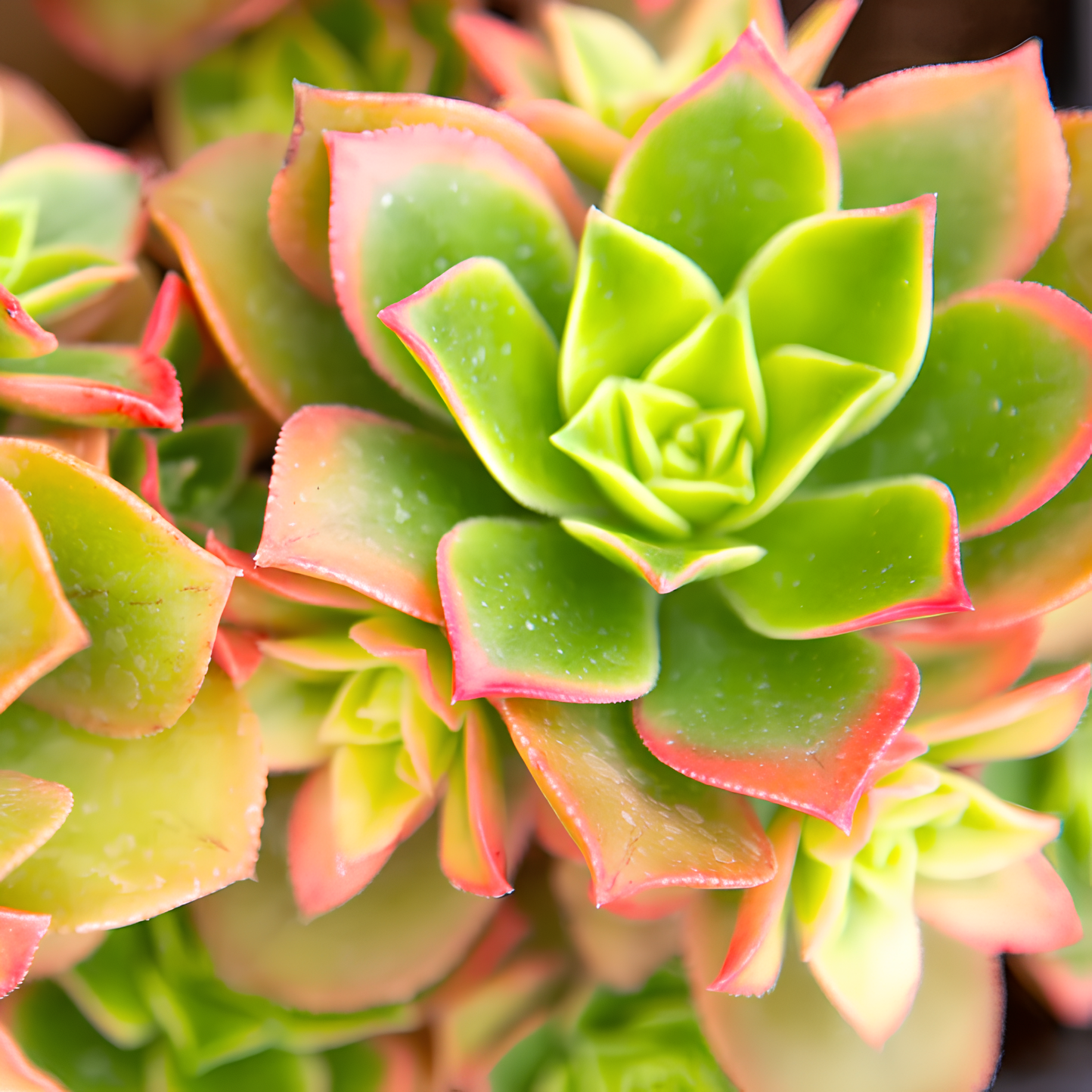 Эониум Киви (Aeonium Kiwi) D5см