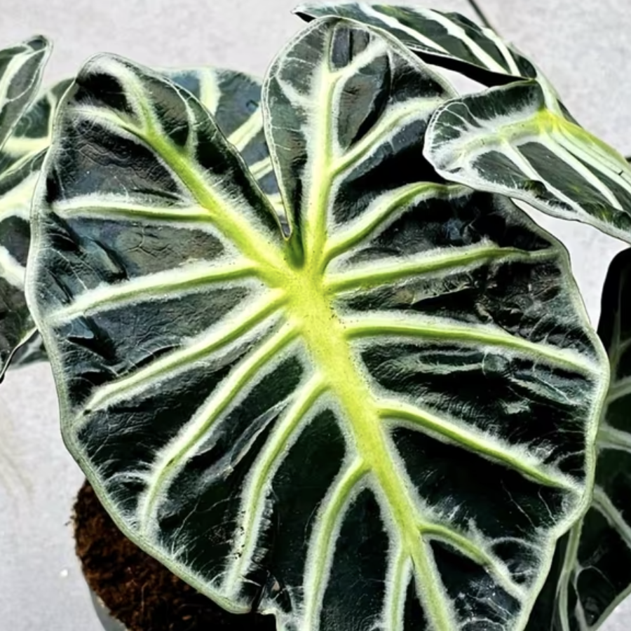 Алоказия Балун Харт (Alocasia Balloon Heart) D6см