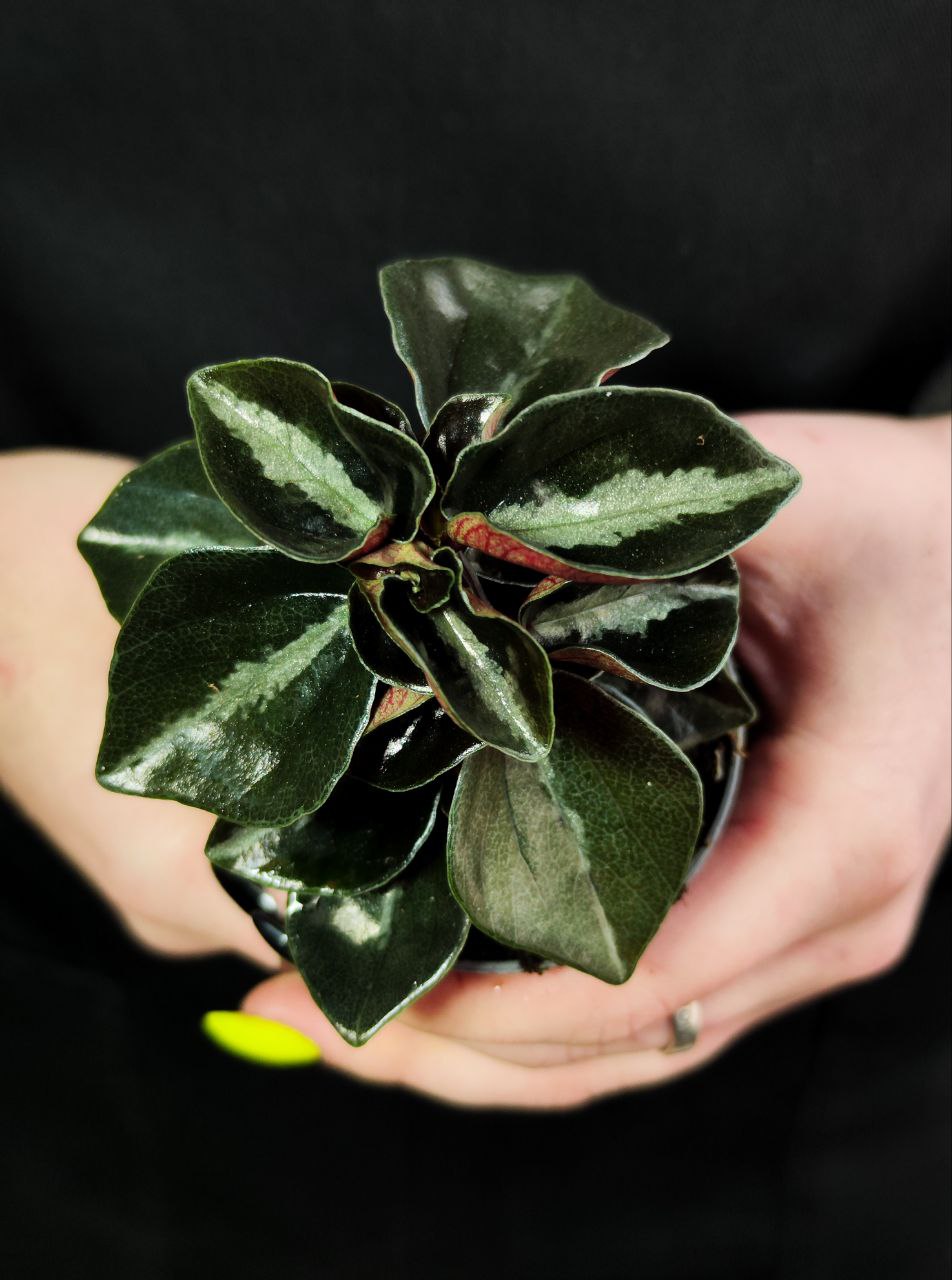 Пеперомия Колумбиана (Peperomia Metallica Columbiana) D5см