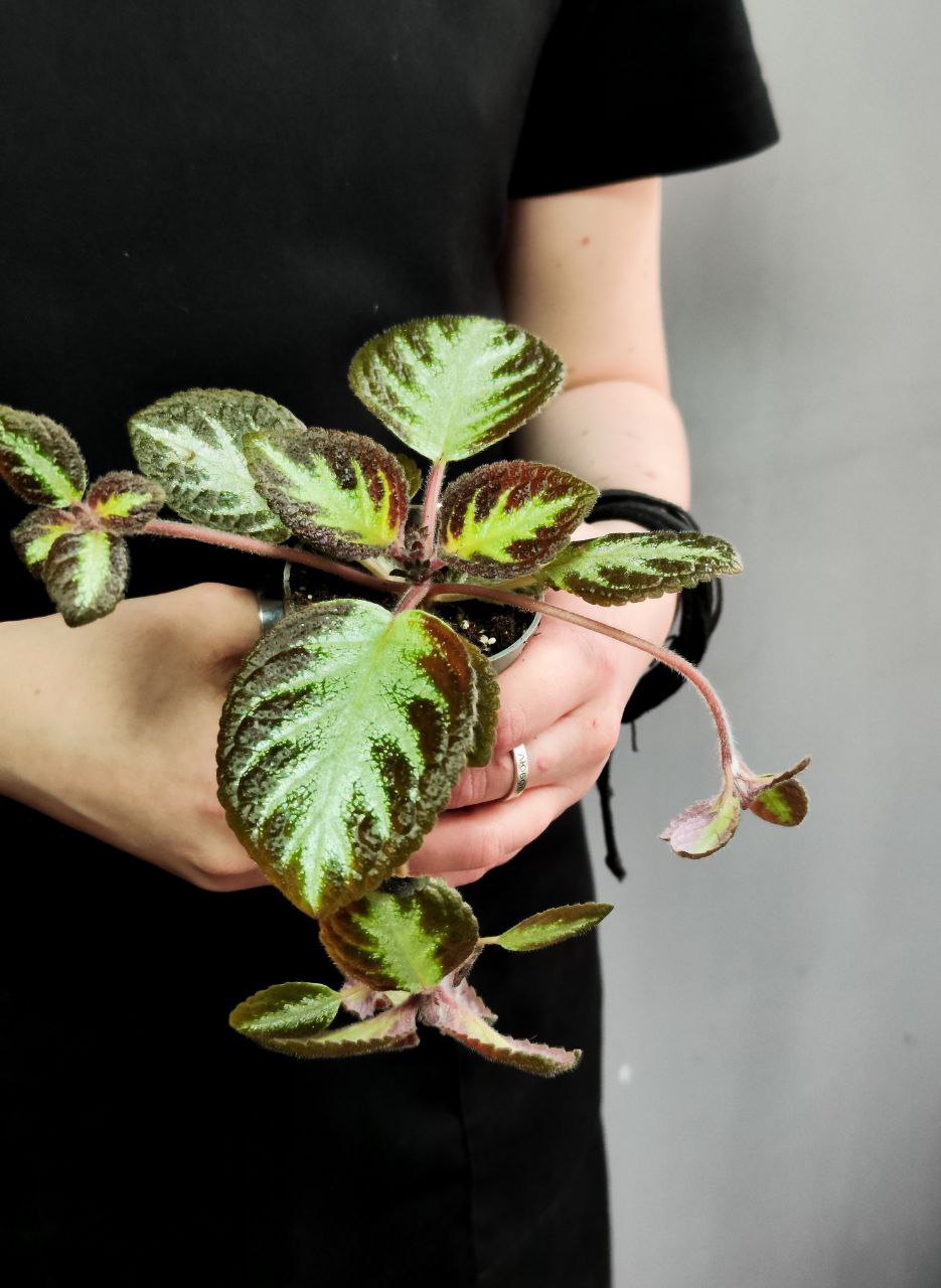 Эписция Серебряное Сияние (Episcia Silver Shield) D6см