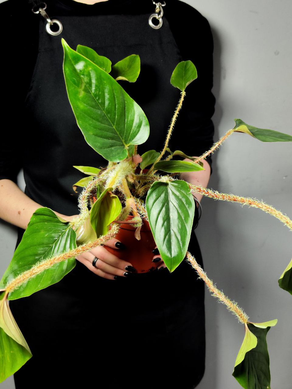 Филодендрон Серпенс (Philodendron Serpens) D10см