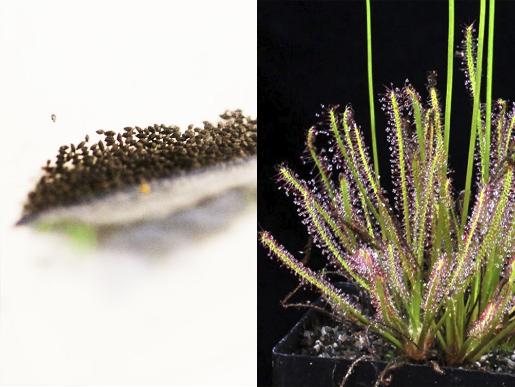 Семена Росянки Филиформис (Drosera filiformis) 50 шт
