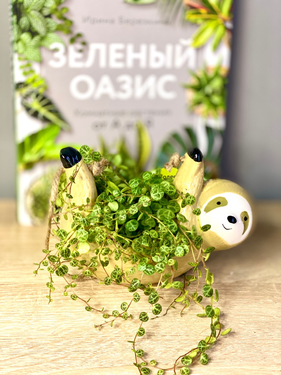 Мини сад "Ленивец" с Пеперомией Прострата