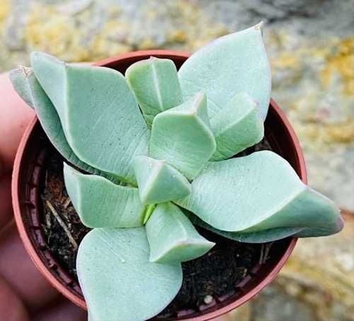 Швантезия Бордчерси (Schwantesia borcherdsii) D5см