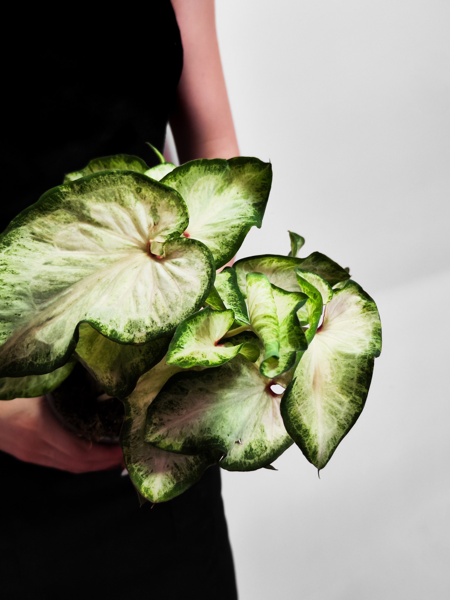 Каладиум Вайт (Caladium White) D12см