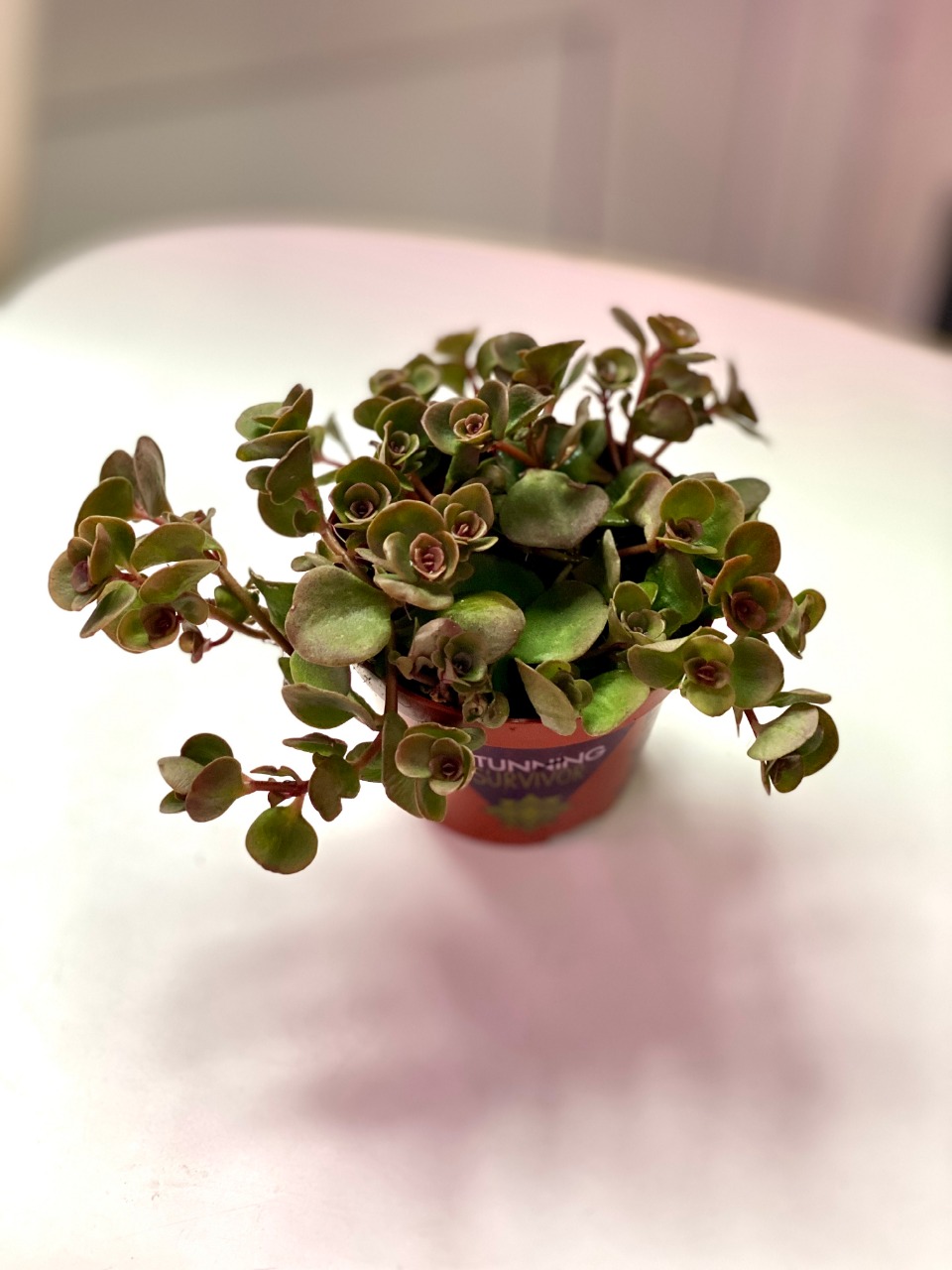 Седум Розеум (Sedum Roseum) D8см
