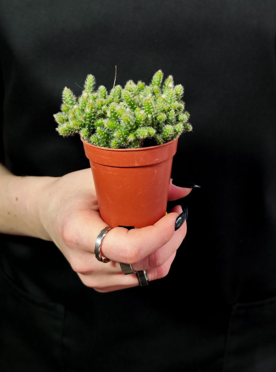Рипсалис Бацифера Хоррида (Rhipsalis Horrida) D5см