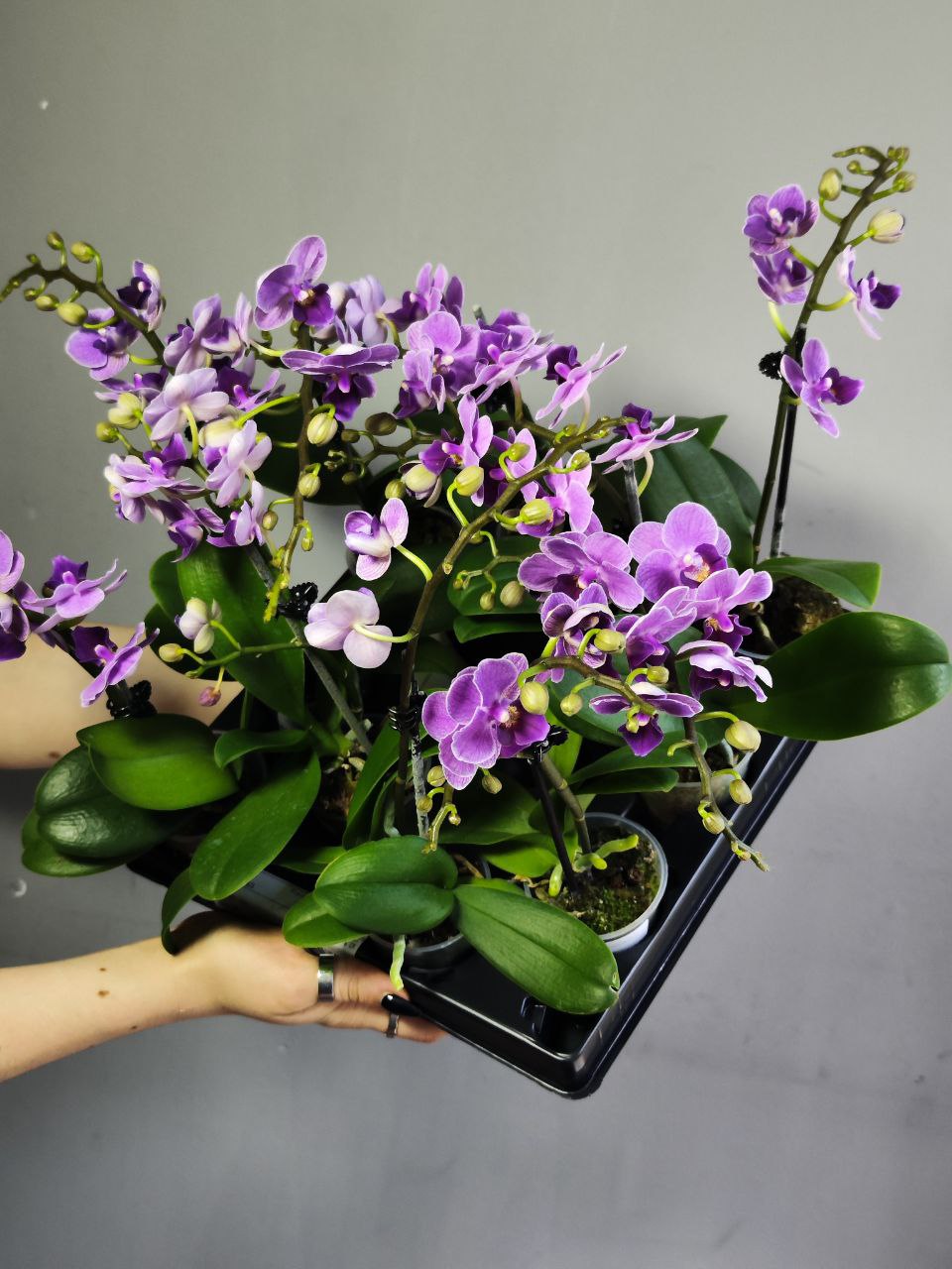 Орхидея Фаленопсис Мини Светло - Фиолетовая (Phalaenopsis Multiflora) D6см