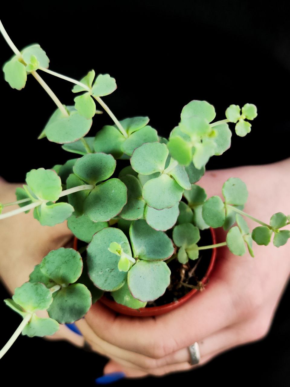 Седум Зибольда (Sedum Sieboldii) D5см