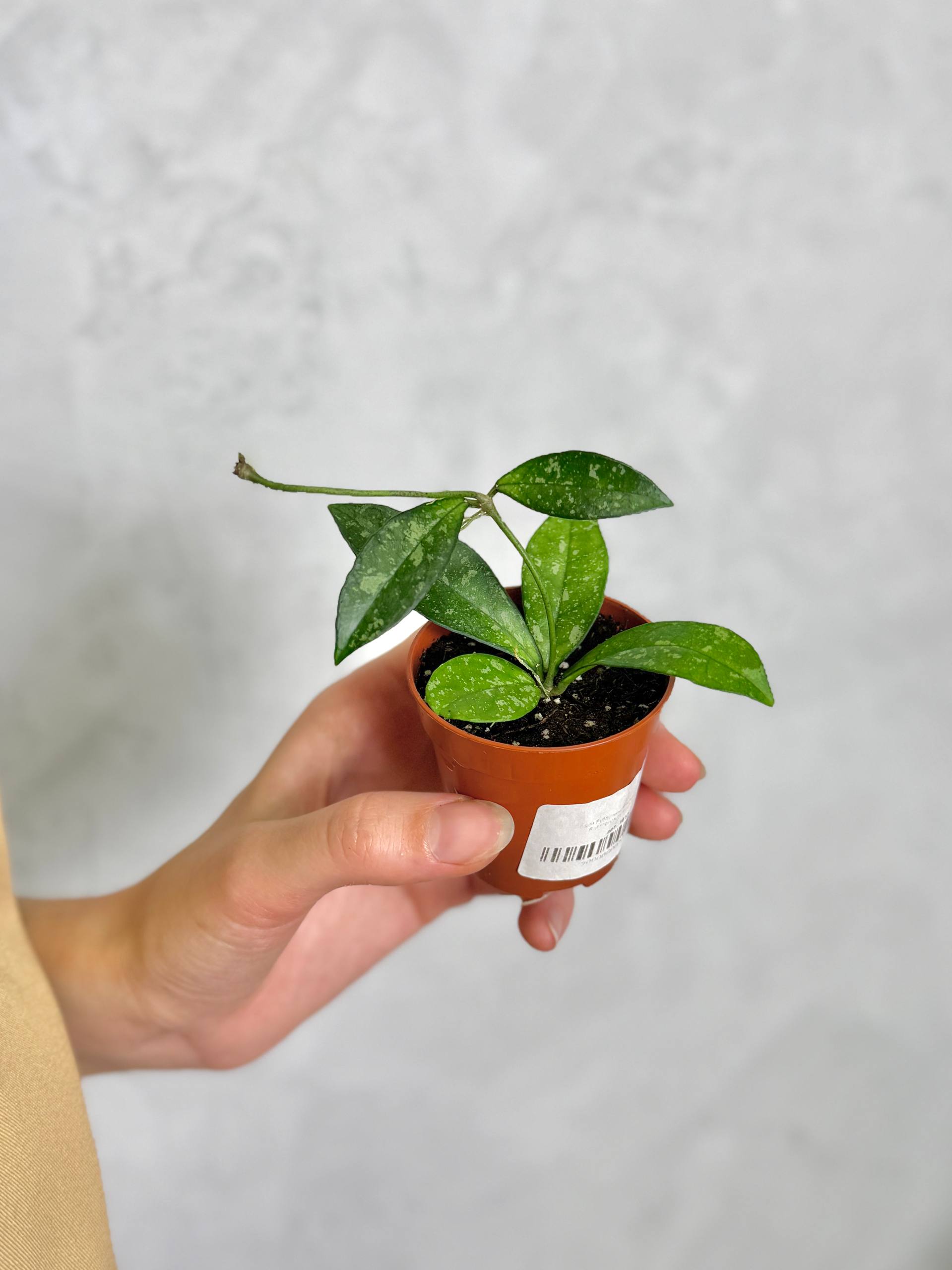 Хойя Крассиопетиолата Сплеш (Hoya Crassipetiolata Splash) D6см