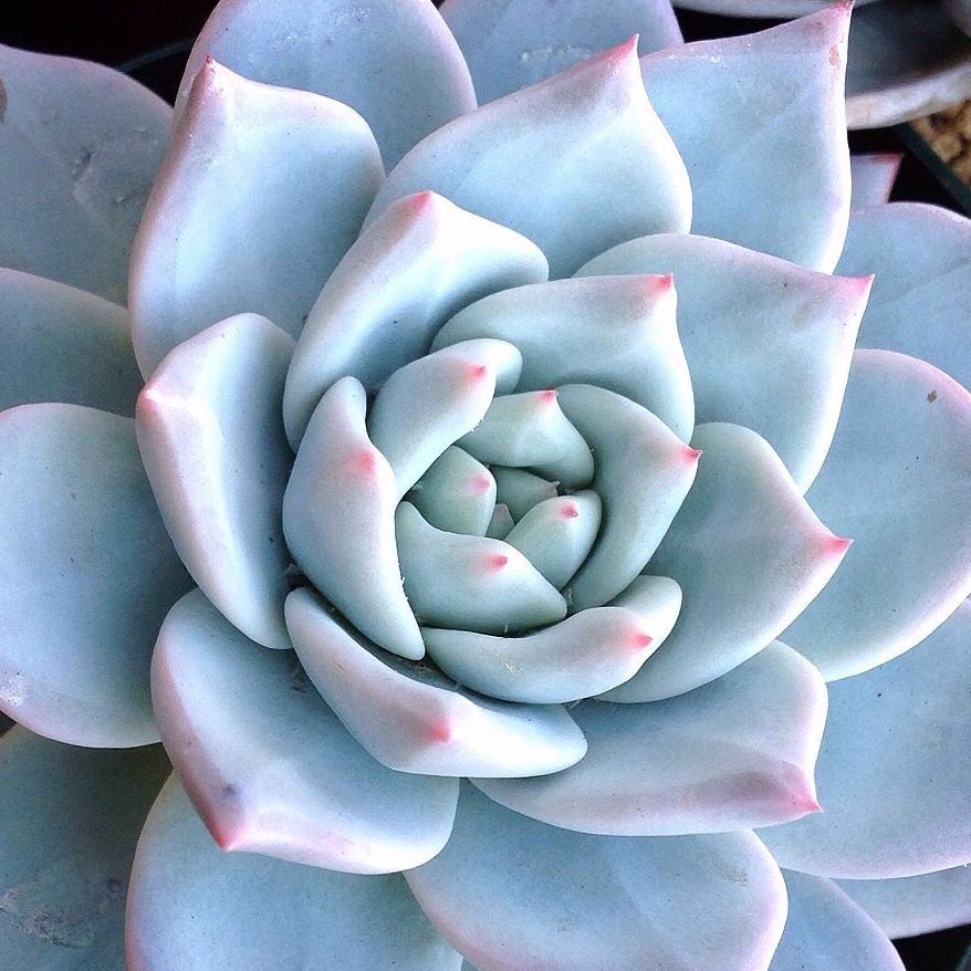 Эхеверия «Блю Бёрд» (Echeveria Blue Bird) D5см
