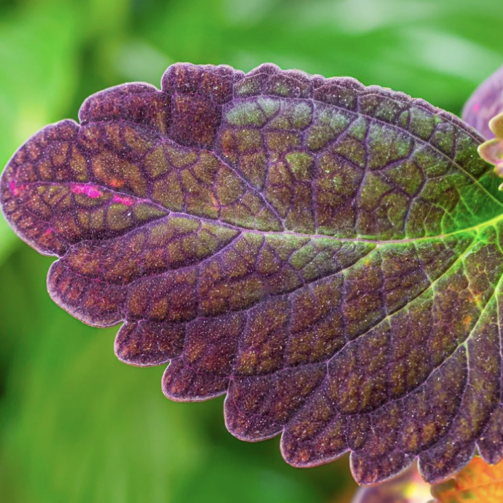 Колеус Ред Санстоун (Coleus Red Sunstone) D11см