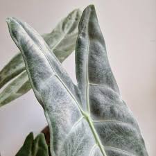 Алоказия Лонгилоба Сильвер (Alocasia Longiloba Silver) D10см