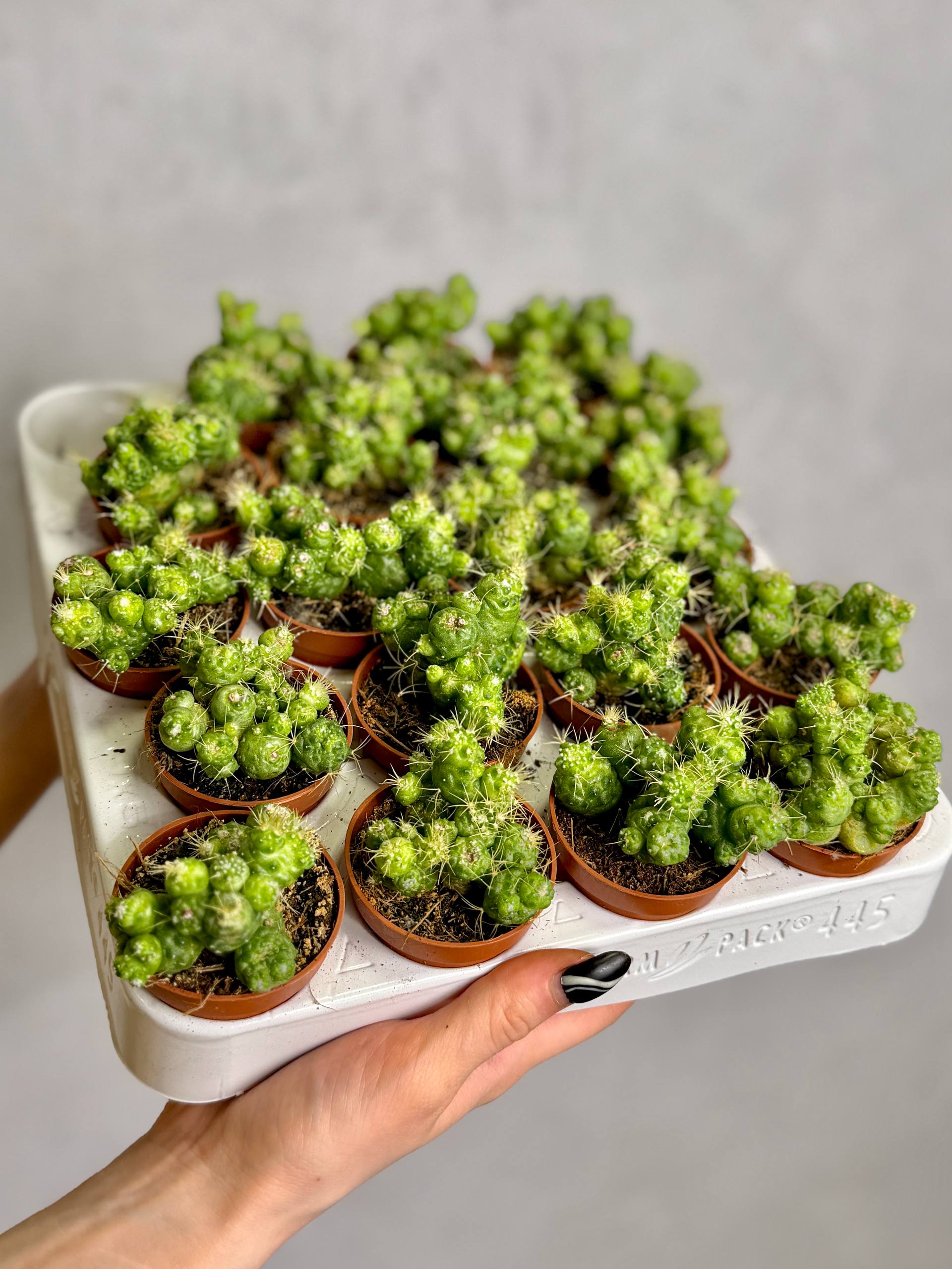 Кактус Маммиллярия Бокасана Фред Монструоза (Mammillaria Bocasana Fred Monstrose) D5см