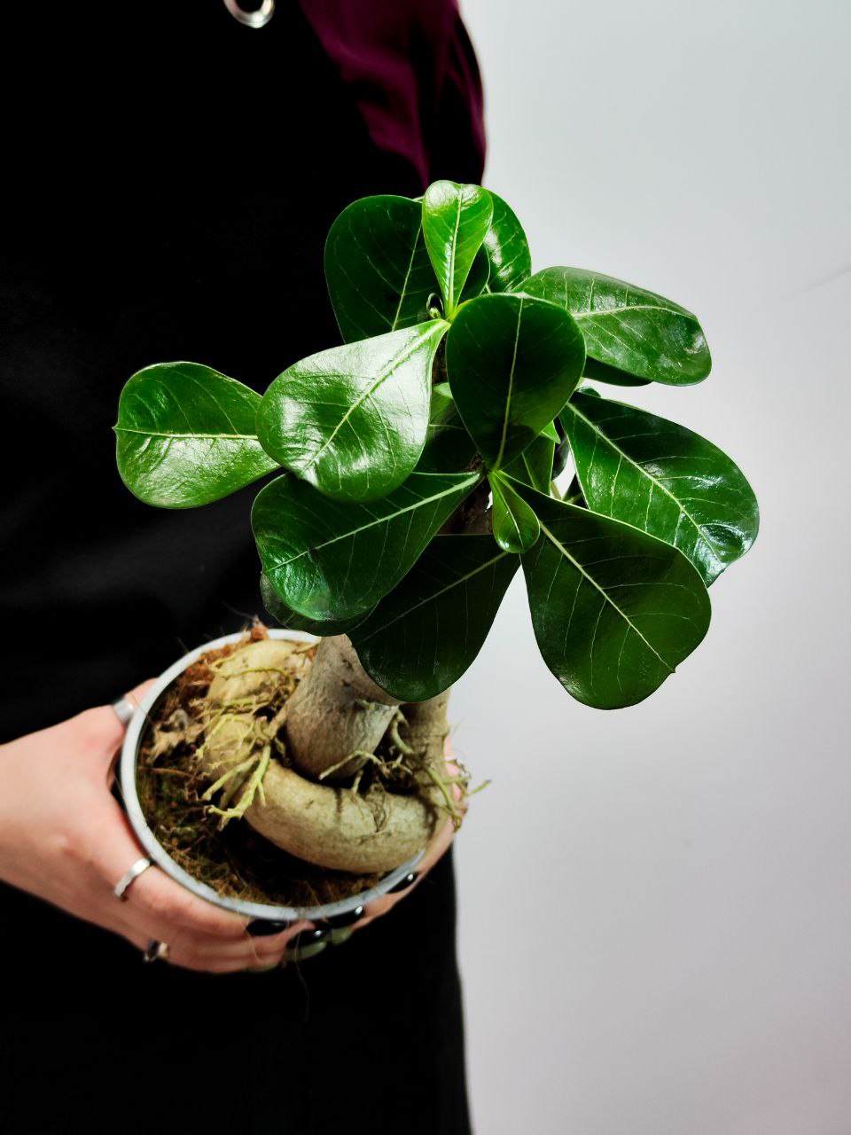 Адениум Тучный (Adenium Obesum) D12см