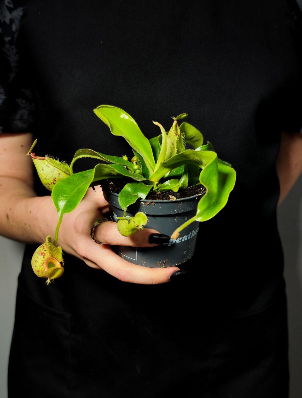 Непентес Хукериана (Nepenthes Hookeriana) D9см