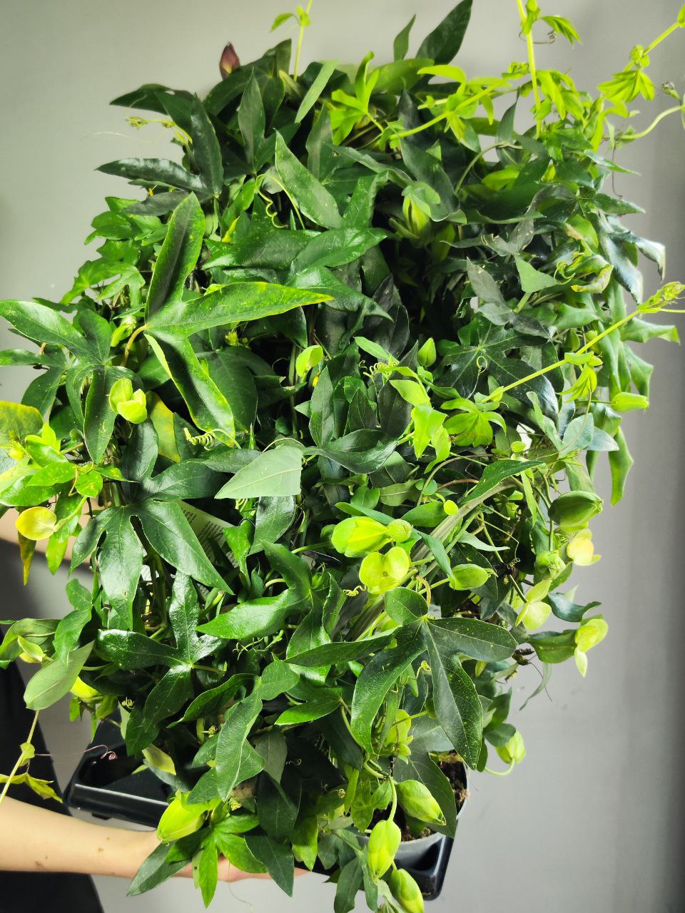 Пассифлора, или Маракуйя (Passiflora Monique Klemann) D13см